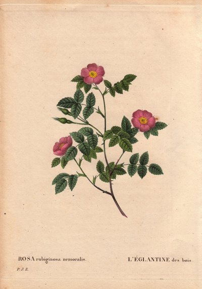 Botanical Board, Flower, Rose Variete: The Eglantine of the Woods. (Rosa rubiginosa nemoralis). Arter från Europa. I "" Les Roses", volym 2 av Pierre Joseph Redoute (1759-1840) av Pierre Joseph Redouté