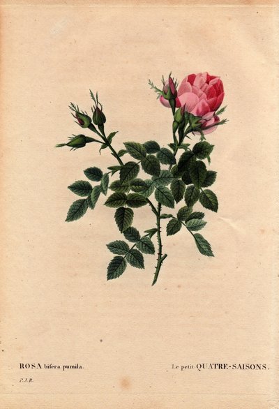 Botanische Tafel, Blume, Rosenvarietät: Die kleine Vier-Jahreszeiten-Rose (Vier Jahreszeiten). In Latein: Rosa bifera pumila, kultiviert von Monsieur Noel, Paris, Frankreich, vor 1824. In „Les Roses“, Band 2 von Pierre Joseph Redouté (1759-1840) von Pierre Joseph Redouté