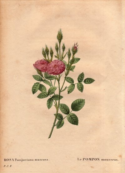 Botanical Board, Flower, Rose Variete: Den glittrande pompontypen "" Rose de Meaux" (Rosa Pomponiana muscosa) upptäcktes i en trädgård i västra England omkring 1801. I "" Les Roses", Volym 2 av Pierre Joseph Redoute ( 1759-1840) av Pierre Joseph Redouté