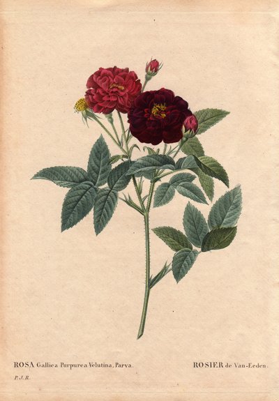Botanisk tavla, blomma, rosvariant: Van Eeden Rose (Rosa Gallica Purpurea Velutina Parva). Odlad i Nederländerna av Van Eeden före 1810. I "" Les Roses", volym 2 av Pierre Joseph Redoute (1759-1840) av Pierre Joseph Redouté