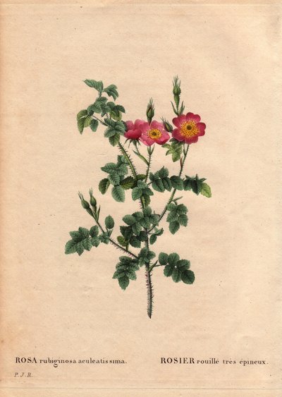 Botanische Tafel, Blume, Rosenvarietät: Sehr dornige Rostrose, aus Les Roses, Band 2 von Pierre Joseph Redoute von Pierre Joseph Redouté