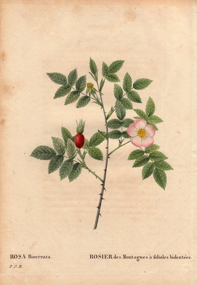 Botanisk tavla, blomma, rosvariant: Bergros med broschyrer (Rosa Biserrata). Samla av doktor Merat före 1812 på Mont Valerien nära Paris, Frankrike. I "" Les Roses", volym 2 av Pierre Joseph Redoute (1759-1840) av Pierre Joseph Redouté