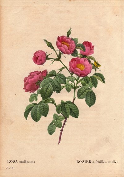 Botanisk tavla, blomma, rosor: Ros med mjuka blad. (Rosa mollissima flora submultiplici). Rose mollis sort, före 1821. I "" Les Roses", volym 2 av Pierre Joseph Redoute (1759-1840) av Pierre Joseph Redouté