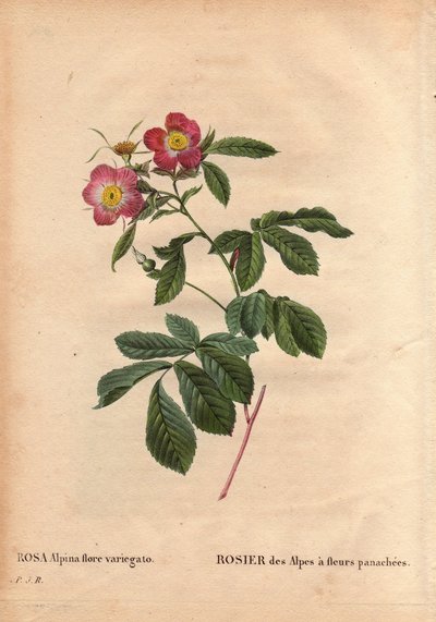 Botanisk tallrik, blomma, rosvariet: Alpernas ros med variegato-blommor (Rosa alpina flora variegato). Infördes i Frankrike omkring 1813 de Poilpre. I "" Les Roses", volym 2 av Pierre Joseph Redoute (1759-1840) av Pierre Joseph Redouté