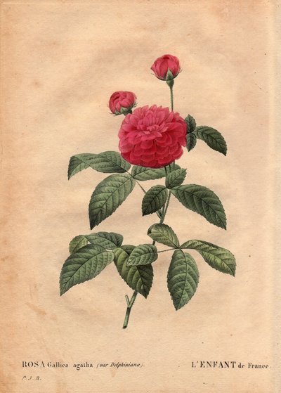 Botanisk tallrik, blomma, rosvariet: Frankrikes barn (Rosa gallica agatha var. delphiniana). Odlad av Monsieur Du Pont, cirka 1802, känd sedan Ludvig XV:s regering (1710-1774) och kallad "Enfant de France" för att hedra Dauphin. I "" Les Ro av Pierre Joseph Redouté