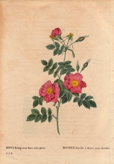 Botanisk tallrik, blomma, rosvariation: Rose Rust har halvdubbla blommor (Rosa rubiginosa flora semi pleno), erhållna från frön och odlade av P.J. Redoute omkring 1806. I "" Les Roses", volym 2 av Pierre Joseph Redoute (1759- 1840) av Pierre Joseph Redouté