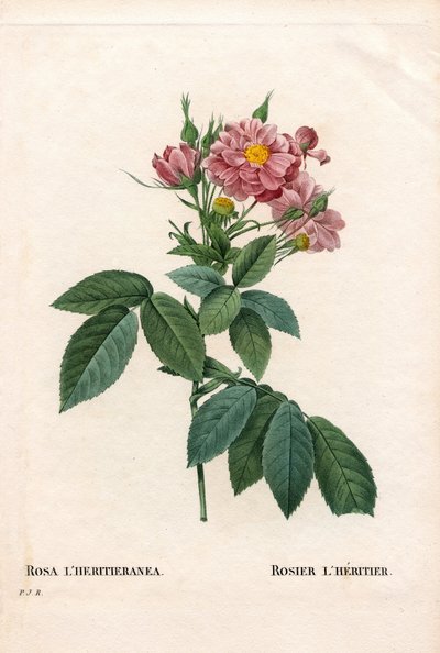 Boursault ros, Rosa l