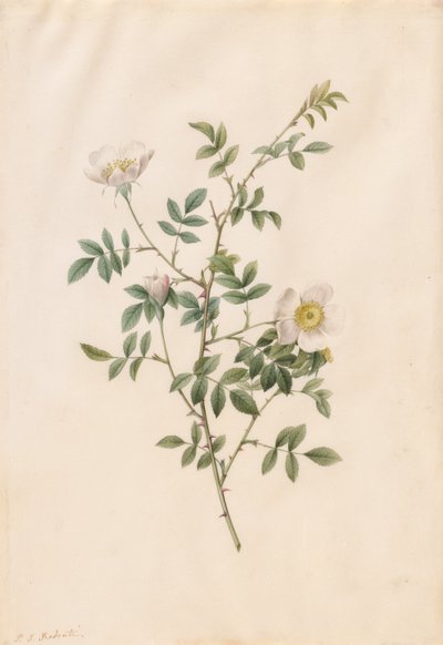 Brier Bush Rose eller Dog Rose (Rosa Sepium Rosea) av Pierre Joseph Redouté