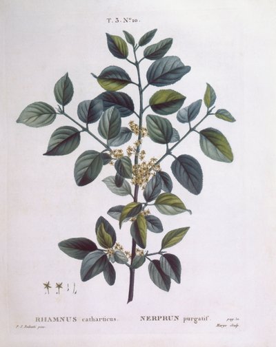 Havtorn (Rhamnus catharticus), Henry Louis Duhamel du Monceau, botanisk platta av Pierre Joseph Redouté av Pierre Joseph Redouté