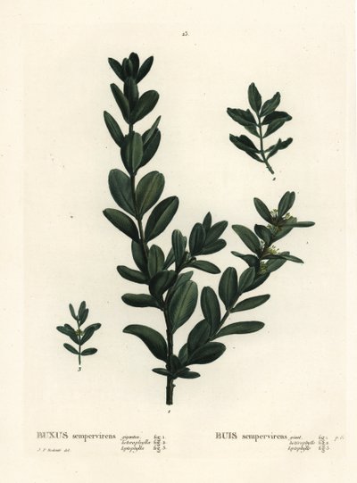 Vanlig låda, europeisk låda eller buxbom, Buxus sempervirens (gigantea, heterophylla och leptophylla). Handkolorerad stippelgravyr efter en illustration av Pierre-Joseph Redoute från Henri Louis Duhamel du Monceaus Treat des Arbres et Shrustes, Paris av Pierre Joseph Redouté
