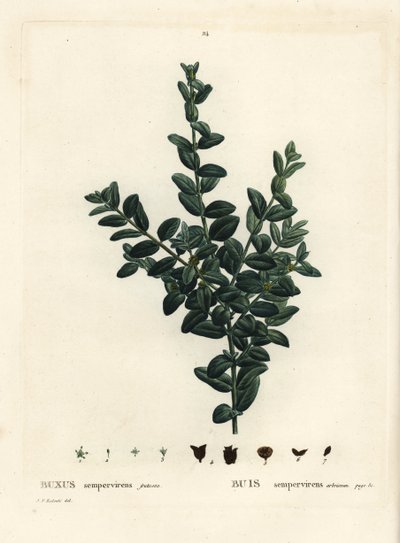 Buxus sempervirens fruticosa (Buxus sempervirens fruticosa). Handkolorerat stickgravstick efter en illustration av Pierre-Joseph Redoute från Henri Louis Duhamel du Monceaus Treat des Arbres et Shrustes, Paris. av Pierre Joseph Redouté