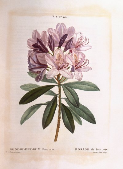 Vanlig rhododendron (Rhododendron ponticum), Henry Louis Duhamel du Monceau, botanisk platta av Pierre Joseph Redouté av Pierre Joseph Redouté