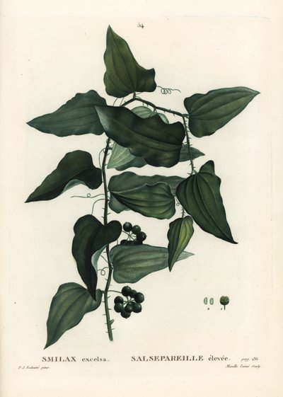 Gemeine Smilax, raue Winde, Sarsaparilla oder Mittelmeer-Smilax, Smilax aspera (Smilax excelsa). Handkolorierte Punktstichgravur von Mixelle l