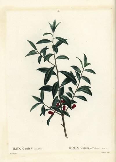 Dahoon järnek eller cassina, Ilex cassine. Handkolorerad stipplegravyr av Coqueret efter en illustration av Pierre-Joseph Redoute från Henri Louis Duhamel du Moncels Treat des Arbres et Shrustes, Paris av Pierre Joseph Redouté