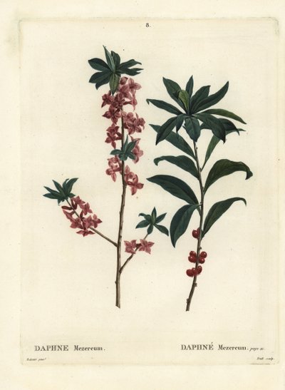 Daphne eller mezereon, Daphne mezereum. Handkolorerad stipplegravyr av Troll efter en illustration av Pierre-Joseph Redoute från Henri Louis Duhamel du Moncels Treat des Arbres et Shrustes, Paris av Pierre Joseph Redouté
