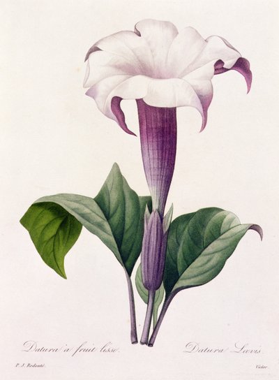 Dature Laevis (färgad gravyr) av Pierre Joseph Redouté