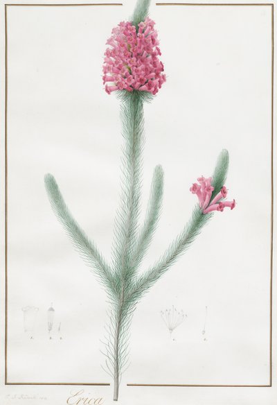 Erica Fulgida, 1813. av Pierre Joseph Redouté
