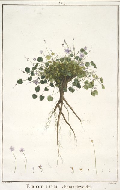Erodium chamaedryoides, från Geraniologi, eller från historien om Erodius, Pelargonii, Monsonia och Grieli, illustrerad med ikoner, 1787-88 (handfärgad gravyr) av Pierre Joseph Redouté