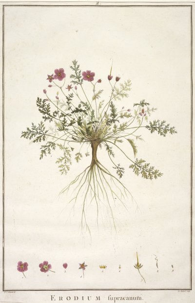 Erodius supracanum, från Geraniologi, eller från historien om Erodii, Pelargonii, Monsonia och Grieli, illustrerad med ikoner, 1787-88 (handfärgad gravyr) av Pierre Joseph Redouté