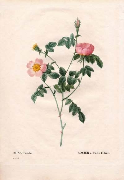 Fetidfruktros. Handfärgad kopparsticksgravyr från Pierre Joseph Redoutes "" Les Roses,"" Paris av Pierre Joseph Redouté