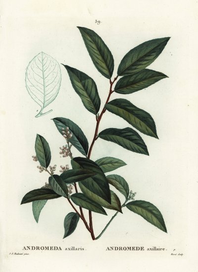 Fetterbush, Andromeda axillaris. Handkolorerad stippelgravyr av Moret efter en illustration av Pierre-Joseph Redoute från Henri Louis Duhamel du Moncels Treat des Arbres et Shrustes, Paris av Pierre Joseph Redouté