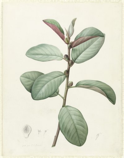 Ficus Rubiginosa (wc och kroppsfärg över grafit på veläng) av Pierre Joseph Redouté