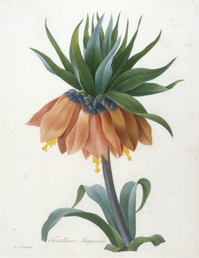 Fritillary Imperiale, från Choice Of The Most Beautiful Flowers and Most Beautiful Fruits, 1827 av Pierre Joseph Redouté