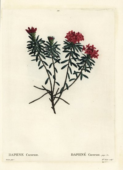 Garland blomma roséguld daphne, Daphne cneorum. Handkolorerad stipplegravyr av Miss Rolet efter en illustration av Pierre-Joseph Redoute från Henri Louis Duhamel du Moncels Treat des Arbres et Shrustes, Paris av Pierre Joseph Redouté
