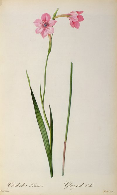 Gladiolus Hirsulus, från `Les Liliacees