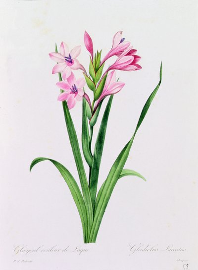 Glayeul färg av lack (färgad gravyr) av Pierre Joseph Redouté
