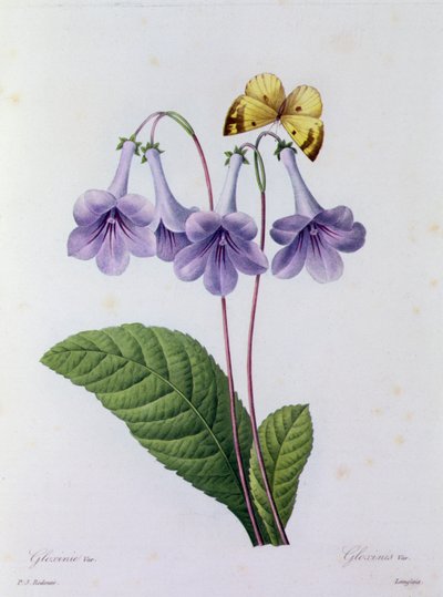 Gloxinia (färgad gravyr) av Pierre Joseph Redouté