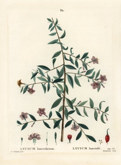 Gojibär eller kinesisk vargbär, Lycium barbarum (Lycium lanceolatum). Handkolorerad stippelgravyr av Du Ruisseau efter en illustration av Pierre-Joseph Redoute från Henri Louis Duhamel du Moncels Treat des Arbres et Shrustes, Paris av Pierre Joseph Redouté