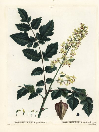 Goldenrain-träd, Indiens stolthet, Kinaträd eller lackträd, Koelreuteria paniculata. Handkolorerad stipplegravyr av efter en illustration av Pierre-Joseph Redoute från Henri Louis Duhamel du Monceaus Treat des Arbres et Shrustes, Paris av Pierre Joseph Redouté