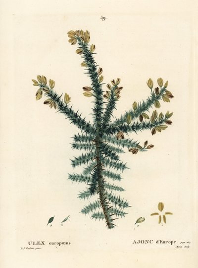 Gorse, furze eller whin, Ulex europaeus. Handkolorerad stippelgravyr av Moret efter en illustration av Pierre-Joseph Redoute från Henri Louis Duhamel du Moncels Treat des Arbres et Shrustes, Paris av Pierre Joseph Redouté