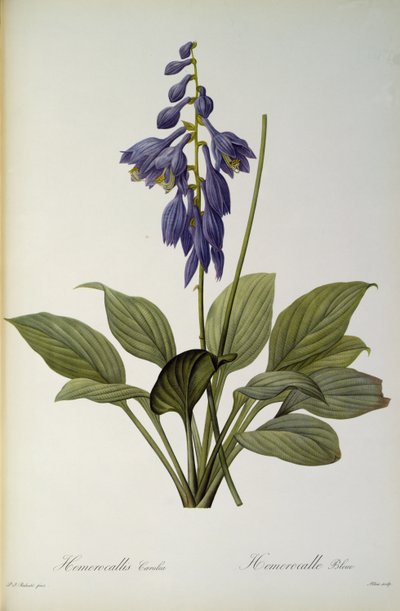 Hemerocallis Caerulea, från `Les Liliacees
