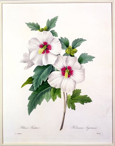 Hibiscus syriacus, graverad av Bessin, från 