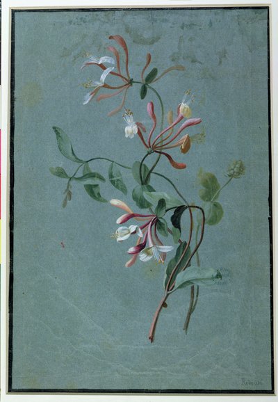 Honeysuckle (wc på blått papper) av Pierre Joseph Redouté