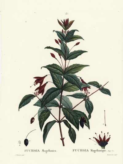 Hummingbird fuchsia, Fuchsia magellanica. Handkolorerad stippelgravyr av Du Ruisseau efter en illustration av Pierre-Joseph Redoute från Henri Louis Duhamel du Moncels Treat des Arbres et Shrustes, Paris av Pierre Joseph Redouté