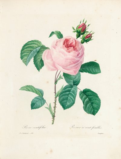 Hundrabladig ros, graverad av Langlois, från 