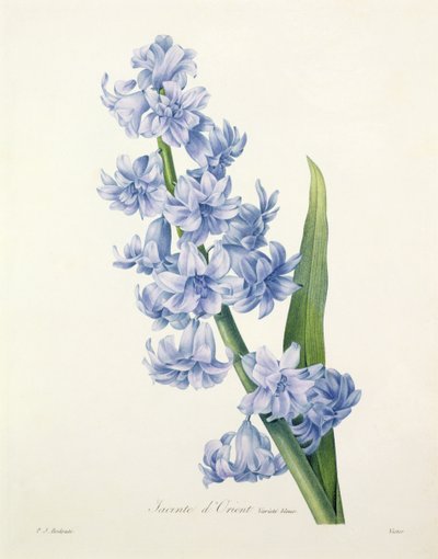 Hyacinthus orientalis (vanlig hyacint), graverad av Victor, från "Choice of the Most Beautiful Flowers", 1827 av Pierre Joseph Redouté