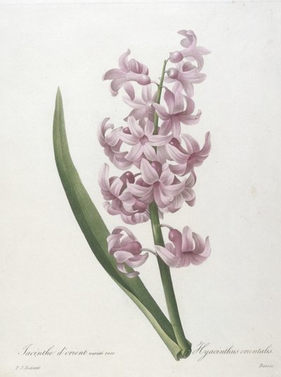 Orientalisk hyacintrosa sort, Hyacinthus orientalis, från valet av de vackraste blommorna och de vackraste frukterna, 1827 (handfärgad sticklinggravyr) av Pierre-Joseph Redouté