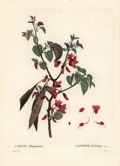 Judasträd, Cercis siliquastrum. Handkolorerad stippelgravyr av Tassaert efter en illustration av Pierre-Joseph Redoute från Henri Louis Duhamel du Moncels Treat des Trees et Shrustes, Paris av Pierre Joseph Redouté