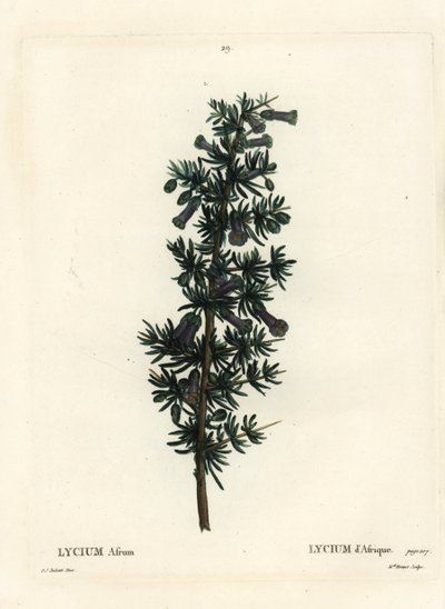 Kraal honungstörn, Lycium afrum. Handkolorerad stipplegravyr av Miss Brenet efter en illustration av Pierre-Joseph Redoute från Henri Louis Duhamel du Monceaus Treat des Arbres et Shrustes, Paris av Pierre Joseph Redouté