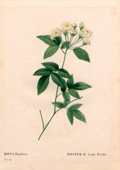 Lady Banks rose, Rosa banksiae var. alba-plena. Handfärgad kopparsticksgravyr från Pierre Joseph Redoutes "" Les Roses,"" Paris av Pierre Joseph Redouté