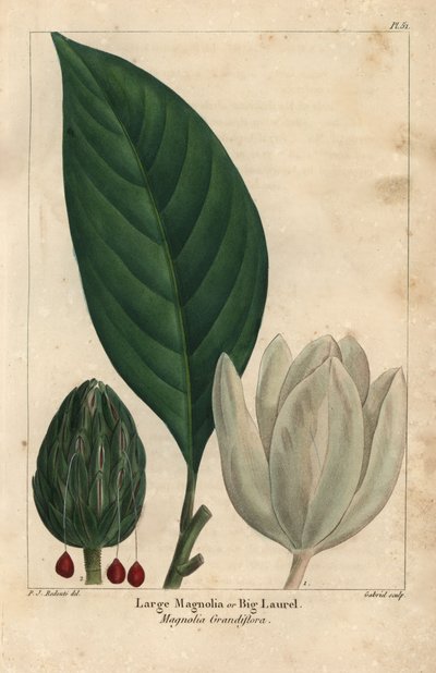 Stort magnoliaträd, stor lager, Magnolia grandiflora (gravyr) av Pierre Joseph Redouté