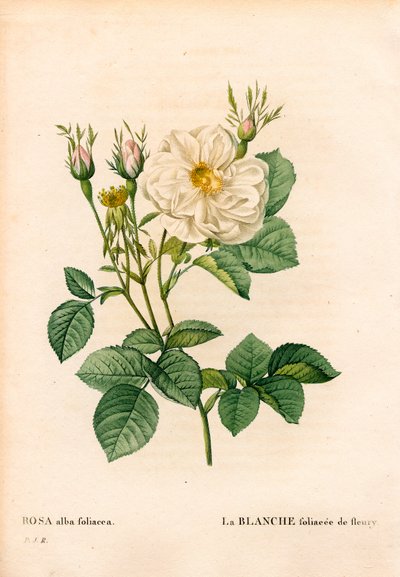 Bladig vit ros av Fleury, Rosa alba sort, la blanc foliaceee de Fleury. Handfärgad kopparsticksgravyr från Pierre Joseph Redoutes "" Les Roses,"" Paris av Pierre Joseph Redouté