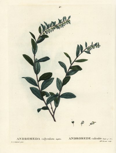Läderblad, Chamaedaphne calyculata (Andromeda calyculata). Handkolorerad stippelgravyr av Miss Brenet efter en illustration av Pierre-Joseph Redoute från Henri Louis Duhamel du Moncels Treat of Trees et Shrustes, Paris av Pierre Joseph Redouté