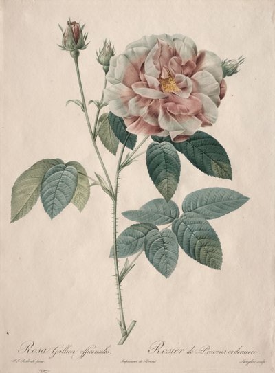 Rosorna: Rosa Gallica av Pierre Joseph Redouté