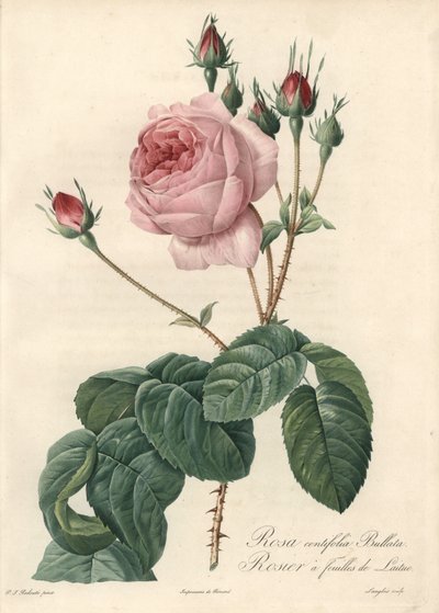 Salladsbladsros - Eau forte de Langlois, baserad på en illustration av Pierre Joseph Redoute (1759-1840), från Les Roses av Pierre Joseph Redouté