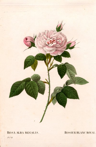 Maidens rosa rouge, kunglig vit ros, Rosa alba var. incarnata. Handfärgad kopparsticksgravyr från Pierre Joseph Redoutes "" Les Roses,"" Paris av Pierre Joseph Redouté